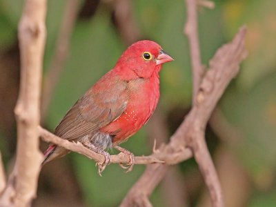 Lagonosticta Finch