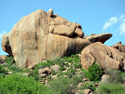 Laikipia Rock Hyrax