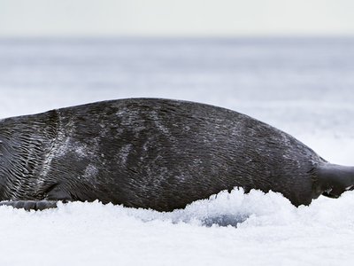 Lake Baikal Seal