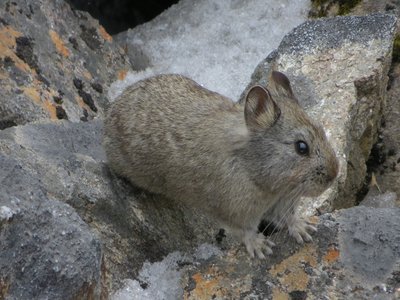 Langtang Pika