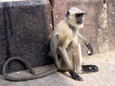 Langur Monkey