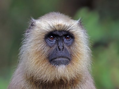 Langur