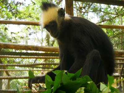 Laotian Langur