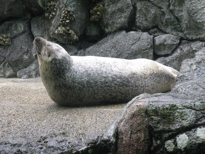 Largha Seal
