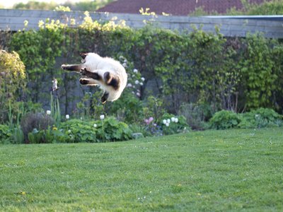 Leaping Mouse