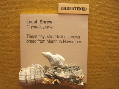 Least Shrew