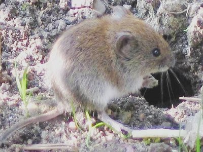 Lemming Mouse