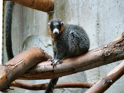 Lemur Mongoose