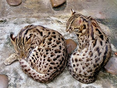 Leopard Cat