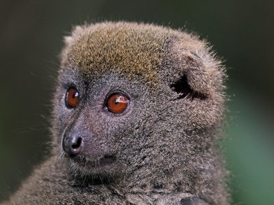 Lesser Bamboo Lemur