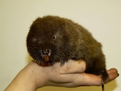 Lesser Bamboo Rat