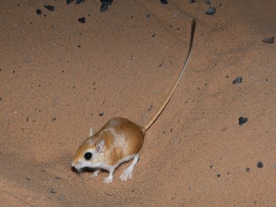 Lesser Egyptian Gerbil
