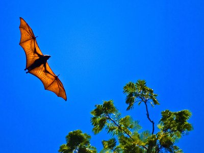 Lesser Forest Bat