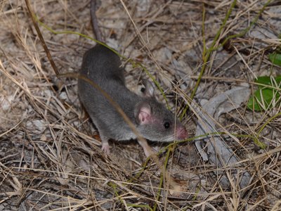 Lesser Hamster