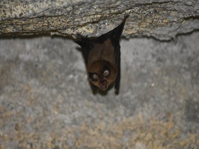 Lesser Horseshoe Bat