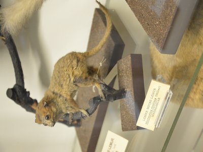 Lesser Mouse Lemur