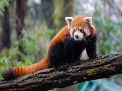 Lesser Panda
