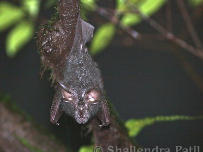 Lesser Woolly Horseshoe Bat