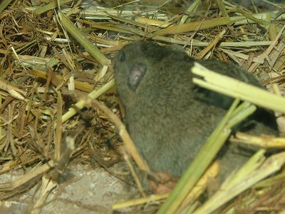 Levant Vole