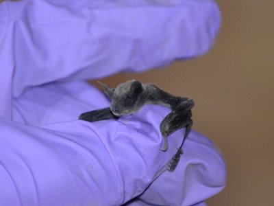 Little Brown Myotis