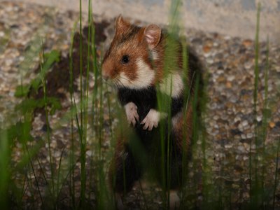 Little Hamster