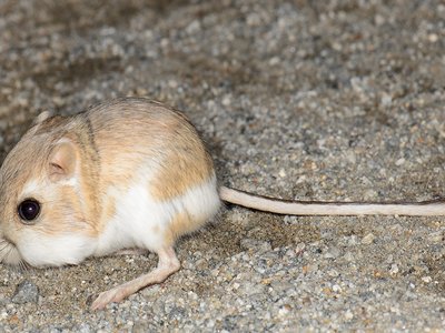 Little Kangaroo Rat