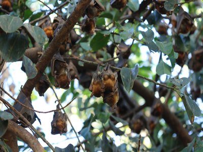 Little Red Flying Fox