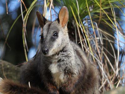 Little Rock Wallaby