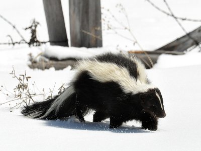 Little Striped Skunk