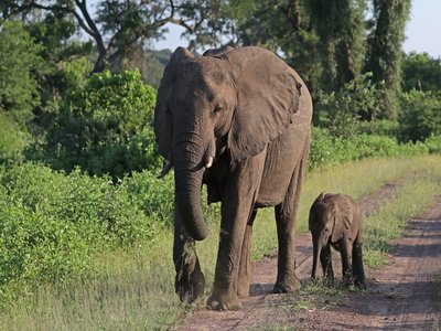 Loxodonta Africana