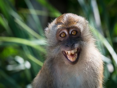 Macaque