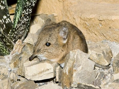 Macroscelidea