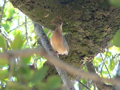 Macrosphenidae