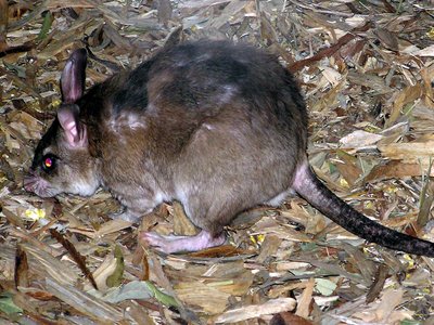 Malagasy Giant Rat