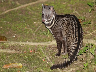 Malayan Civet