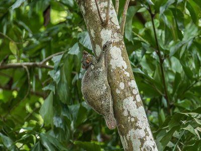 Malayan Colugo
