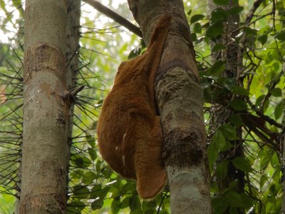 Malayan Flying Lemur