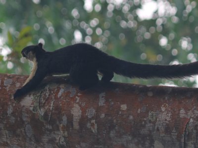 Malayan Giant Squirrel