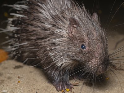 Malayan Porcupine