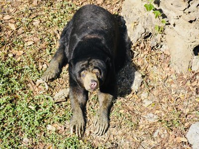 Malayan Sun Bear