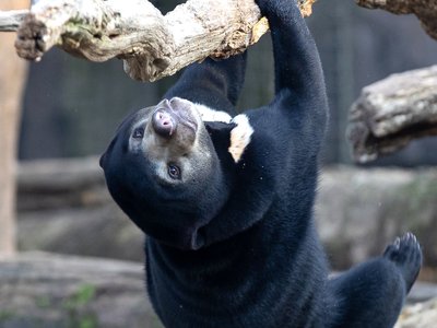 Malayan Sunbear