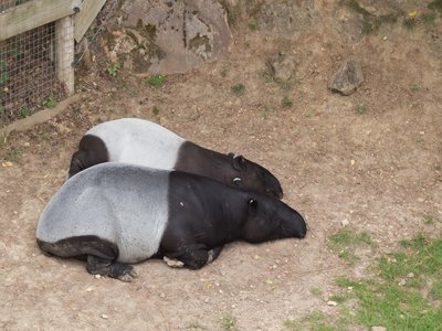 Malayan Tapir