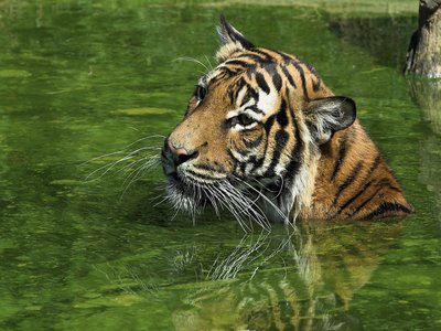 Malayan Tiger