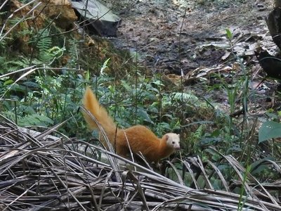 Malayan Weasel