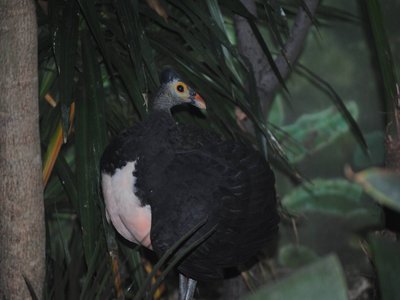 Maleo