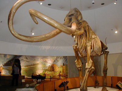 Mammoths