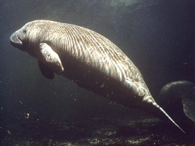 Manatee