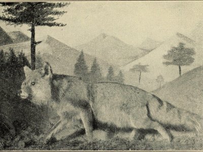 Manchurian Lynx