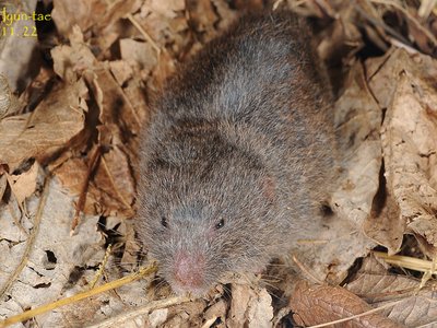 Mandarin Vole