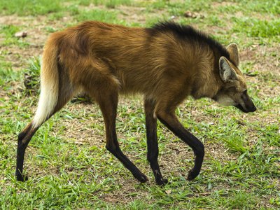 Maned Wolf
